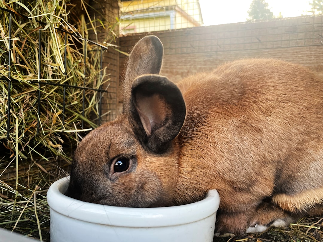 A rabbit eating from a bowl