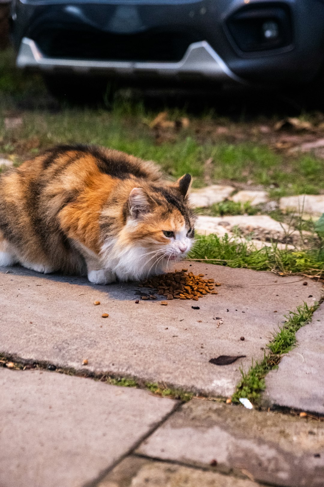 a-fluffy-cat-eating-kibble-on-a-sidewalk-oa3hfffjjqm