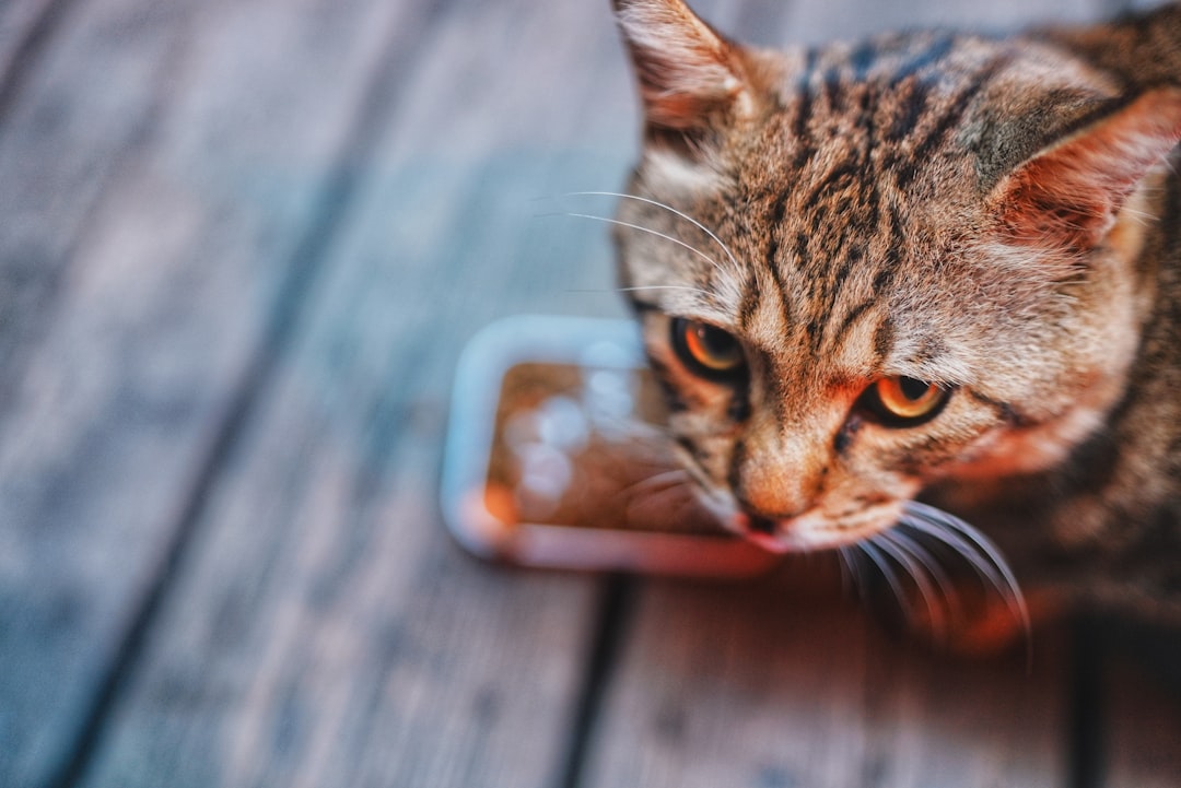 a-tabby-cat-eats-from-a-small-dish-w0jr9opy6i0
