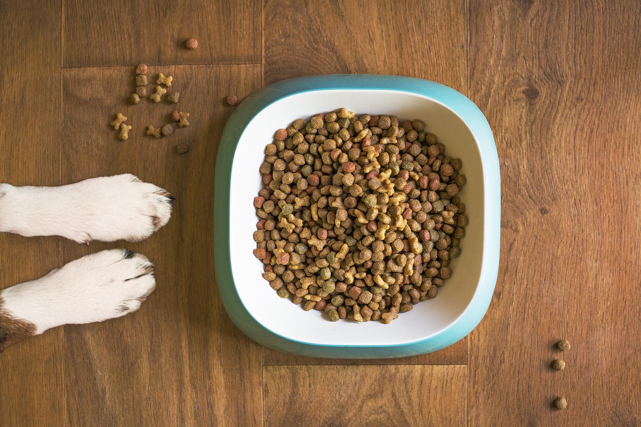 dog food, dog bowl, dog kibble, dry dog food, paws, animal, dog paws, dog food bowl, grain free dog food, dog treat, pet food, dog, pet, dog eating, dog feeding, dog stay, dog training, brown eating